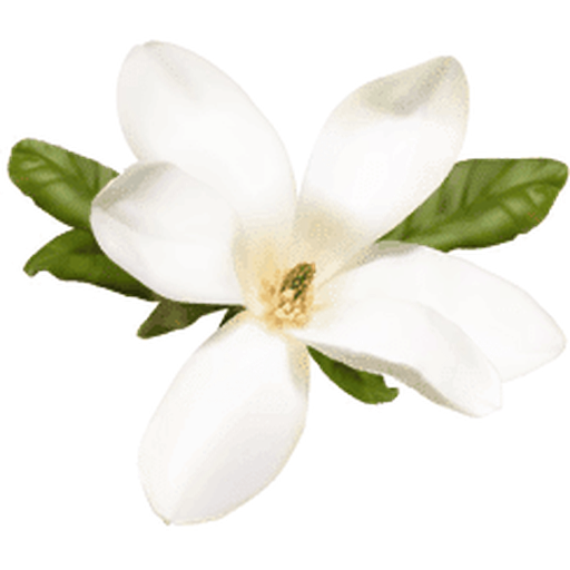 Southern Comfort Pain & Wellness